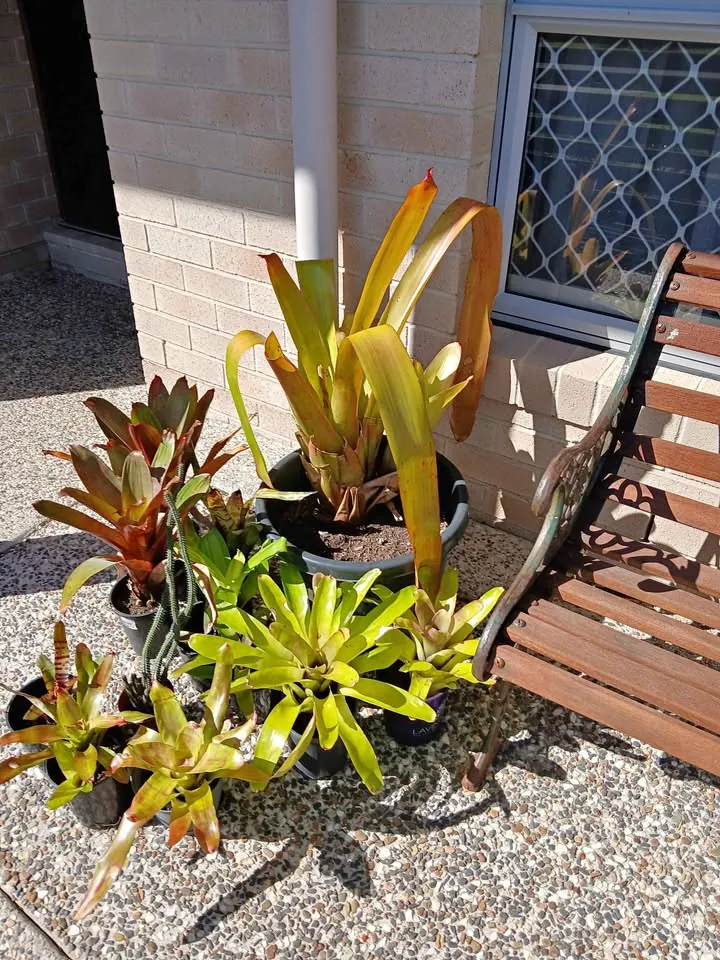Moving sale in Wellington Point QLD: plants and large pots