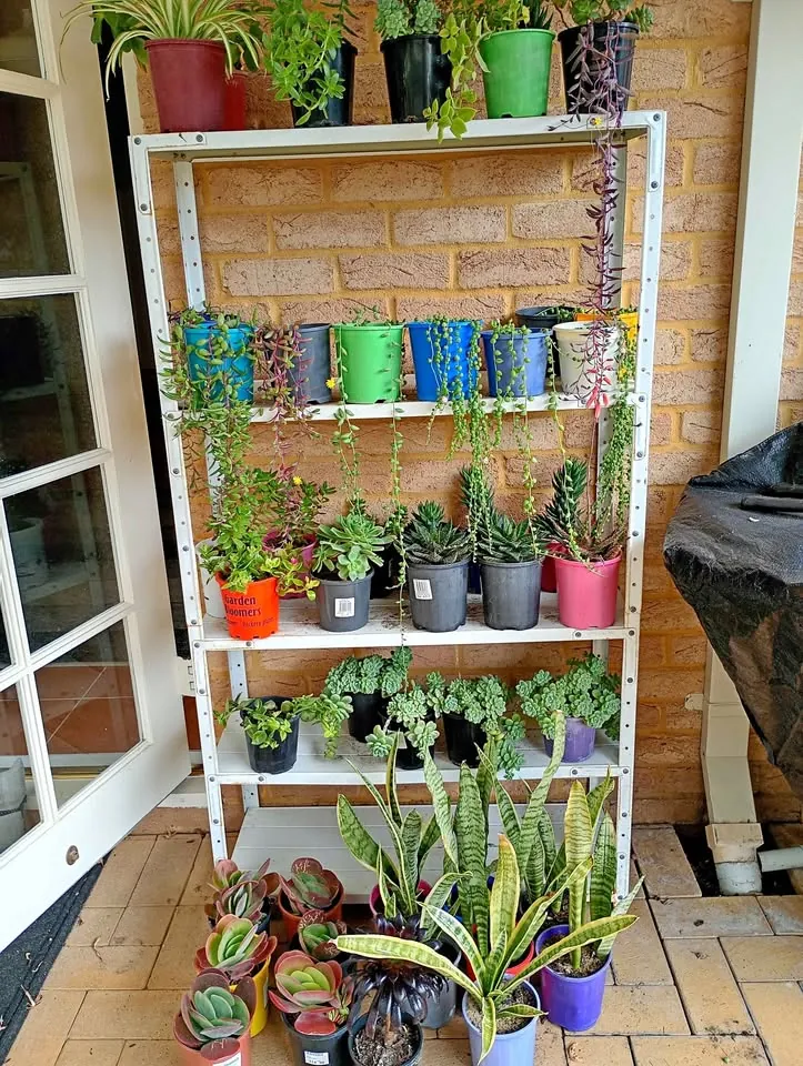 Garage sale in Currambine WA: various healthy plants for sale